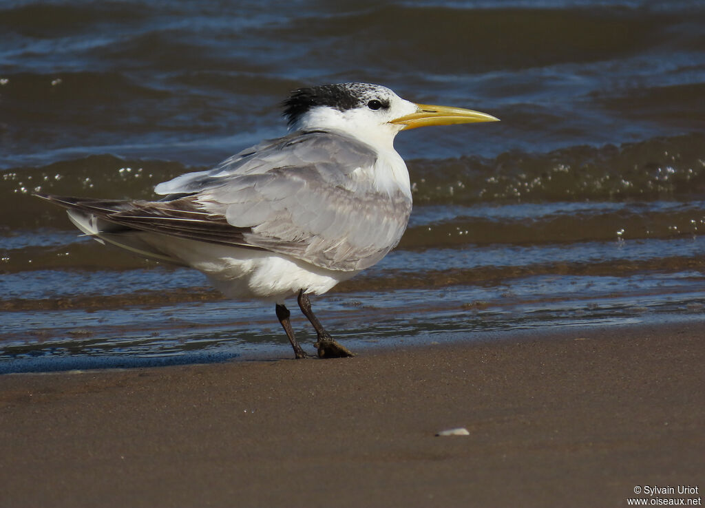 Greater Crested Ternadult post breeding