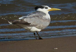 Greater Crested Tern