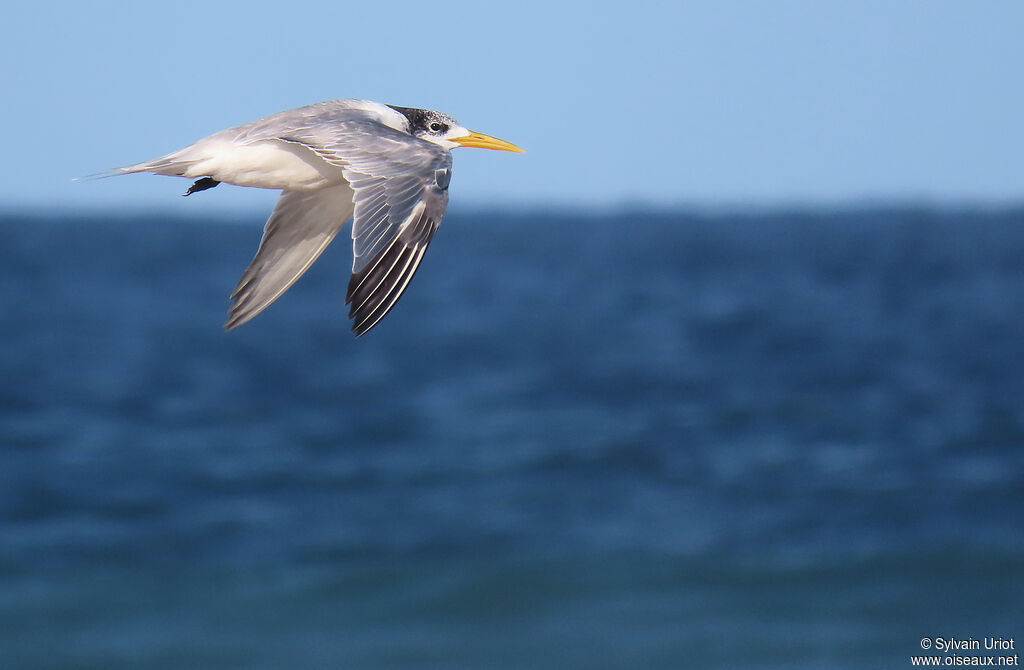 Greater Crested Ternadult post breeding