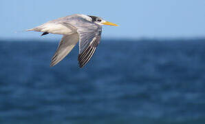 Greater Crested Tern