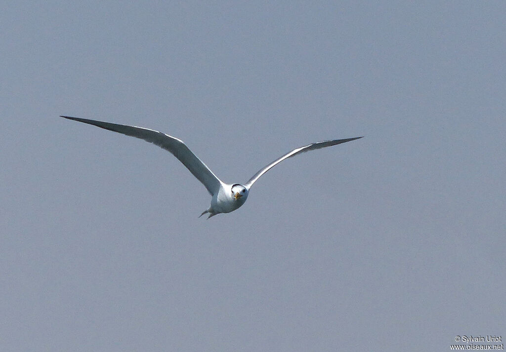 Greater Crested Tern