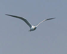 Greater Crested Tern