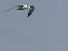 Greater Crested Tern