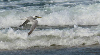 Greater Crested Tern