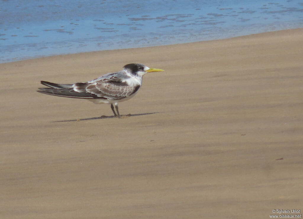 Greater Crested Ternimmature