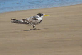 Greater Crested Tern