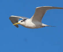 Greater Crested Tern