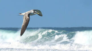 Greater Crested Tern