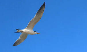 Greater Crested Tern