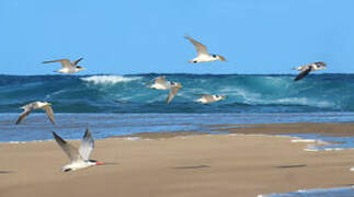 Greater Crested Tern