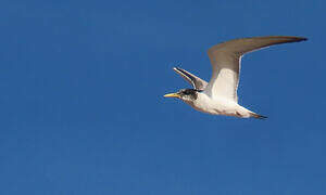 Greater Crested Tern