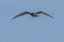 Little Tern