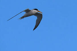 Little Tern