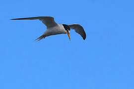 Little Tern