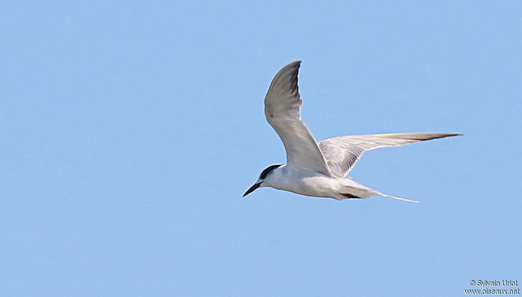 Common Ternadult post breeding