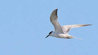 Common Tern