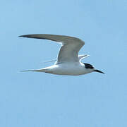 Common Tern