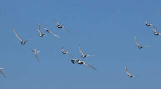 Common Tern