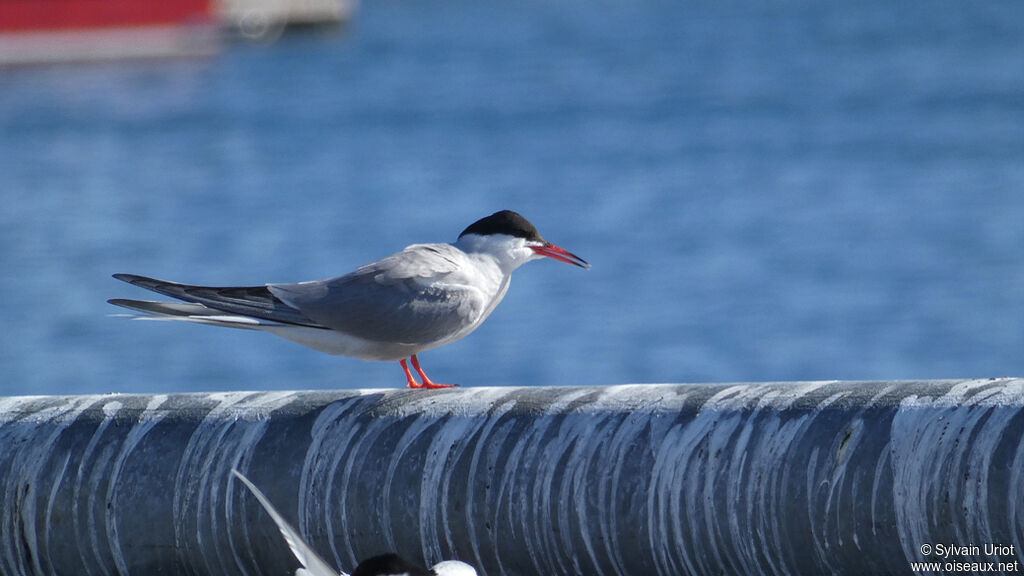 Common Ternadult breeding