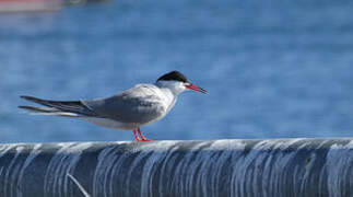 Common Tern