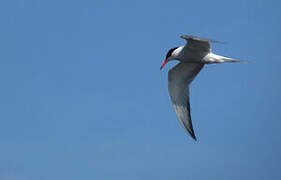 Common Tern