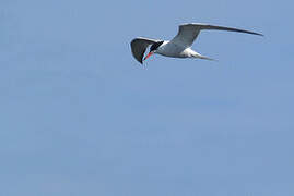 Common Tern