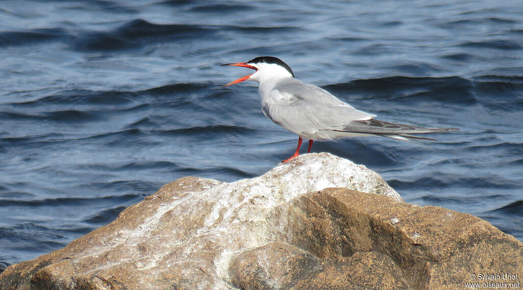 Common Ternadult breeding