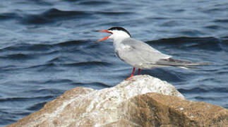 Common Tern