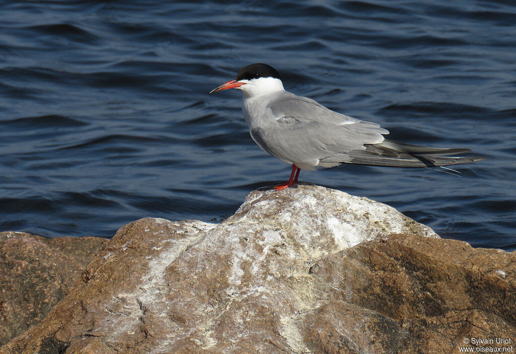 Common Ternadult breeding