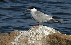 Common Tern