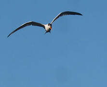 Royal Tern