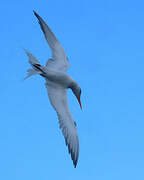 Royal Tern