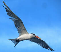 Royal Tern