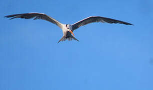 Royal Tern