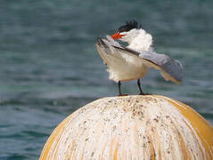 Royal Tern