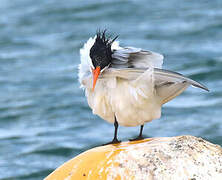 Royal Tern