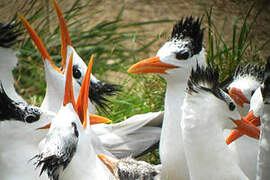 Royal Tern