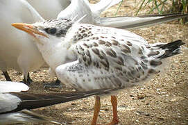 Royal Tern