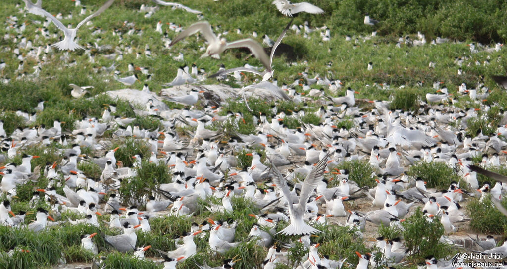 Royal Tern, Reproduction-nesting