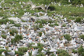 Royal Tern