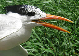 Royal Tern