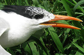 Royal Tern