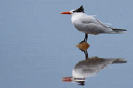 Royal Tern