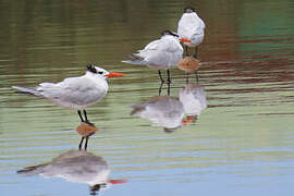 Royal Tern