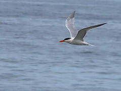 Royal Tern