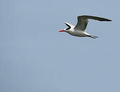 Royal Tern