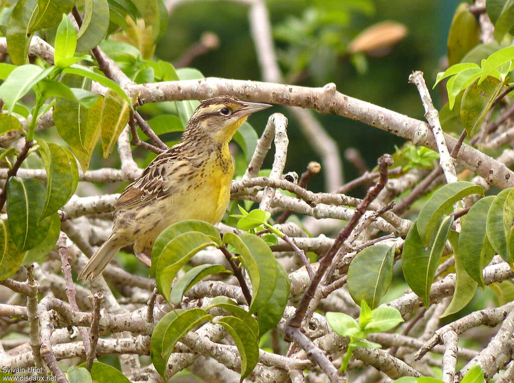 Eastern MeadowlarkSecond year, identification