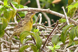 Eastern Meadowlark