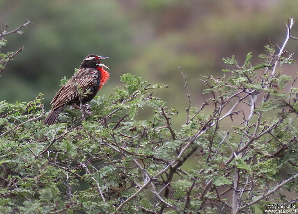 Peruvian Meadowlark male adult