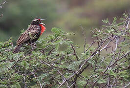 Peruvian Meadowlark